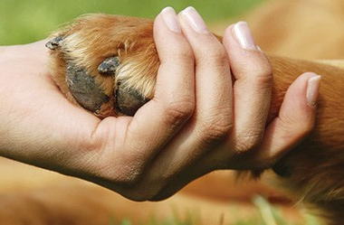 benefits-of-dog-massage