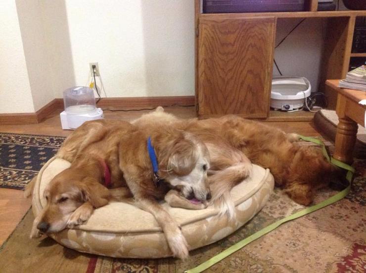 10858568_10203287673898113_1286745802432345529_n